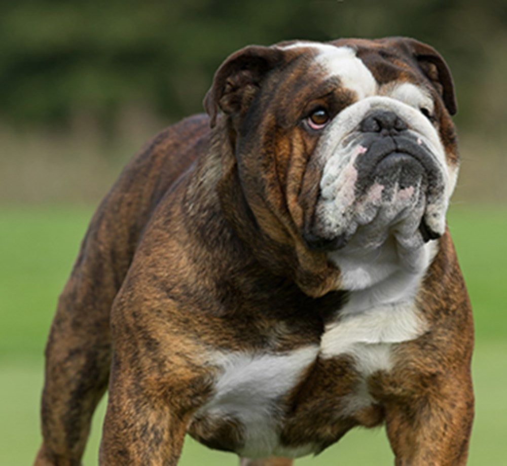 All About Bulldog Health & Concerns