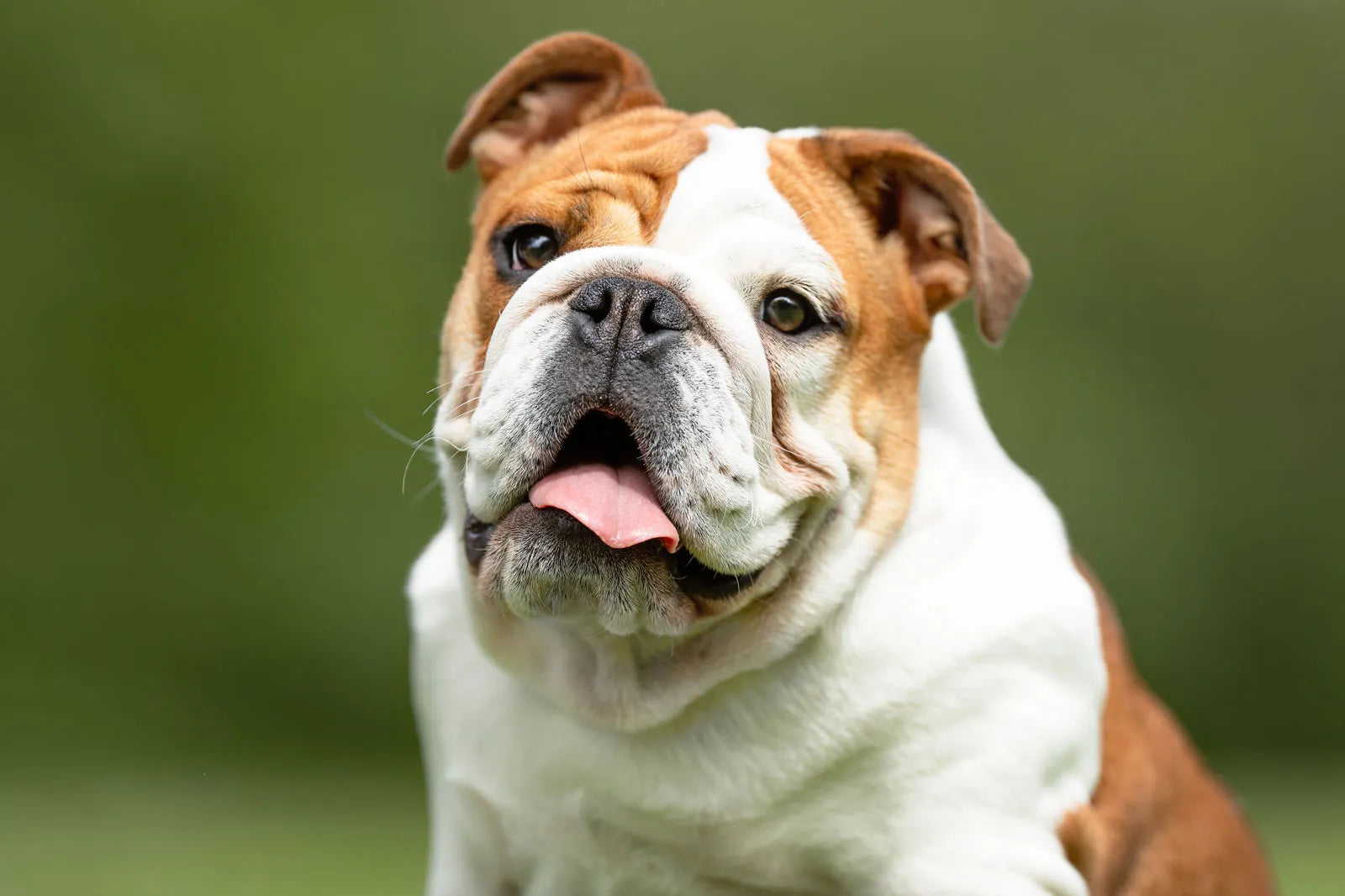 The DAWG Guide: The Complete Guide to Bulldogs