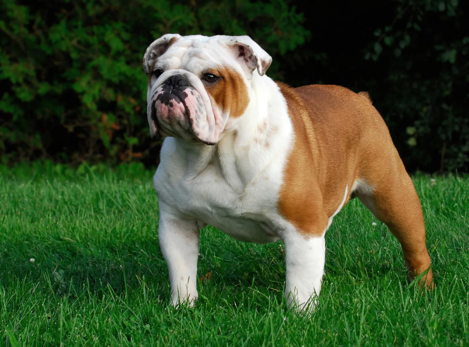 Bulldogs 101:  15 Tips for Raising an Awesome Bulldog