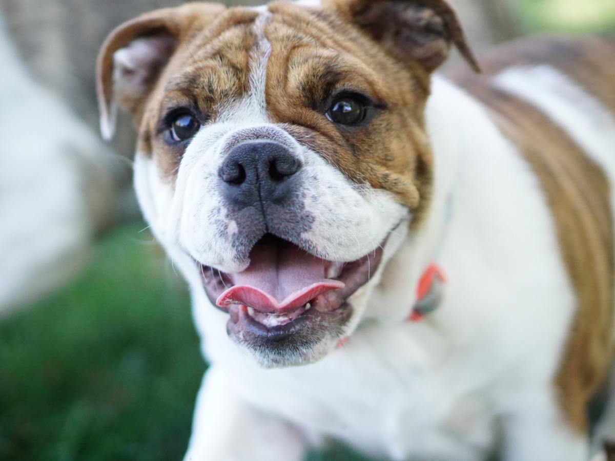 Should you Rescue a Bulldog or Breeder?