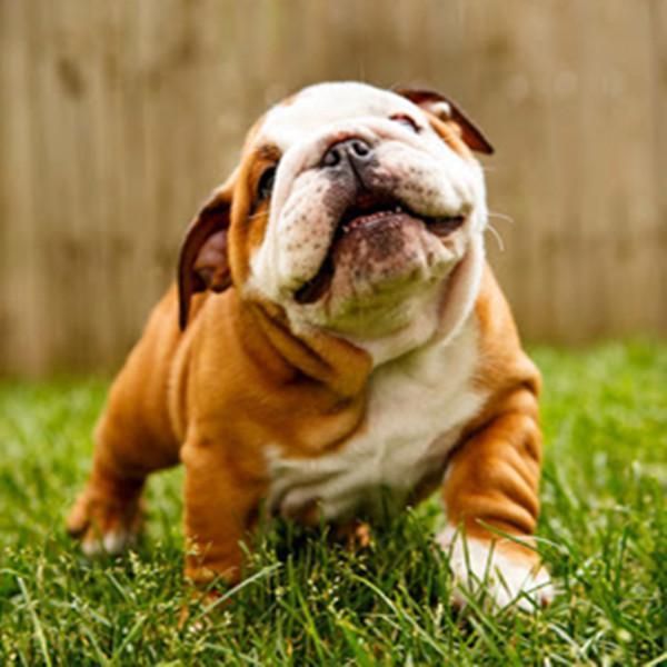 10 Bulldog Jokes That Will Have You Howling