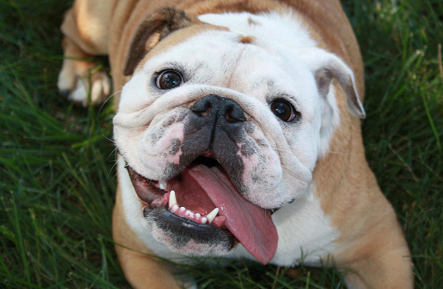 Chew on This: 10 Bulldog Tidbits That Will Surprise You