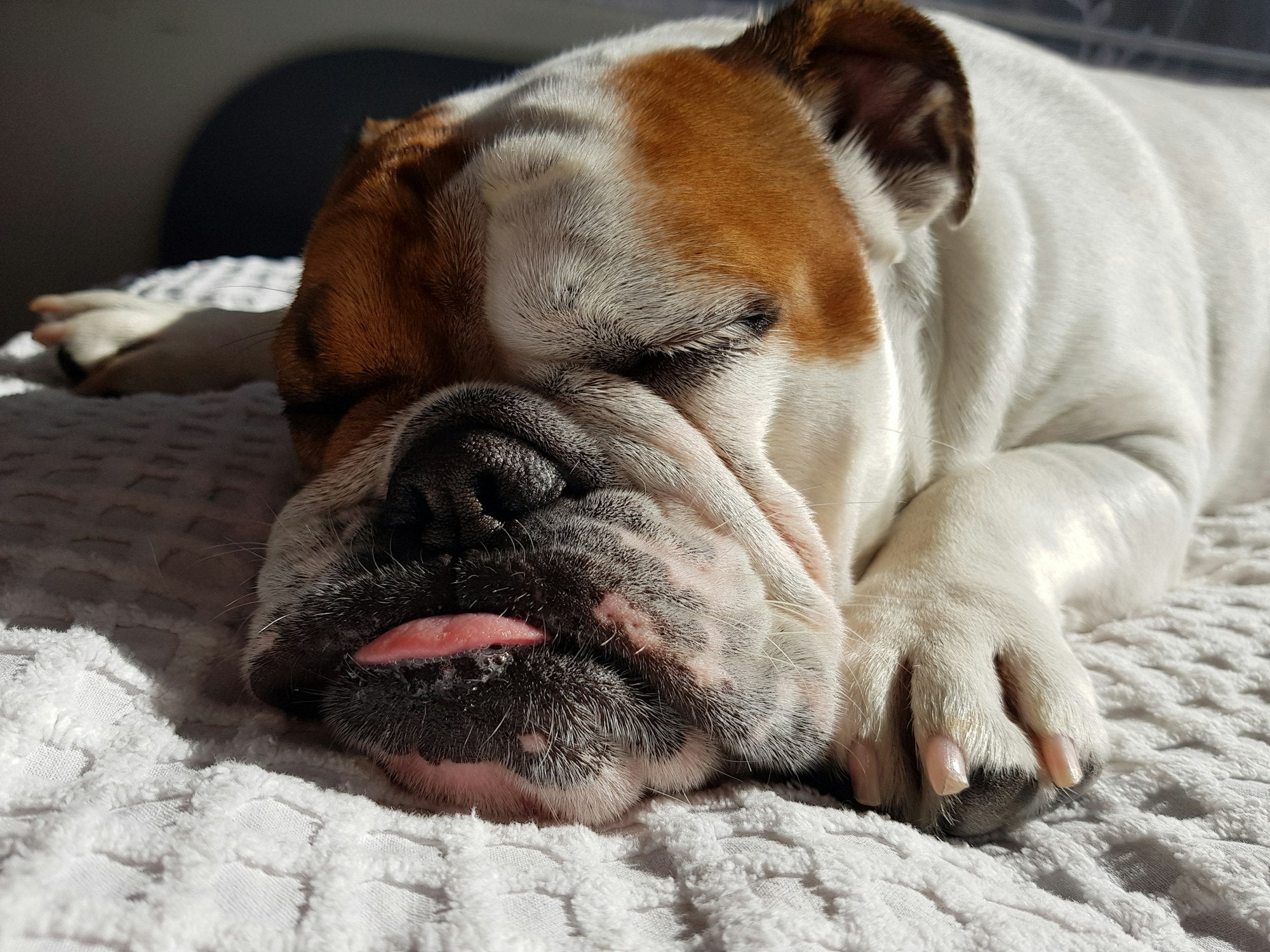 Top 10 Health Tips for Your Bulldog’s Long and Happy Life
