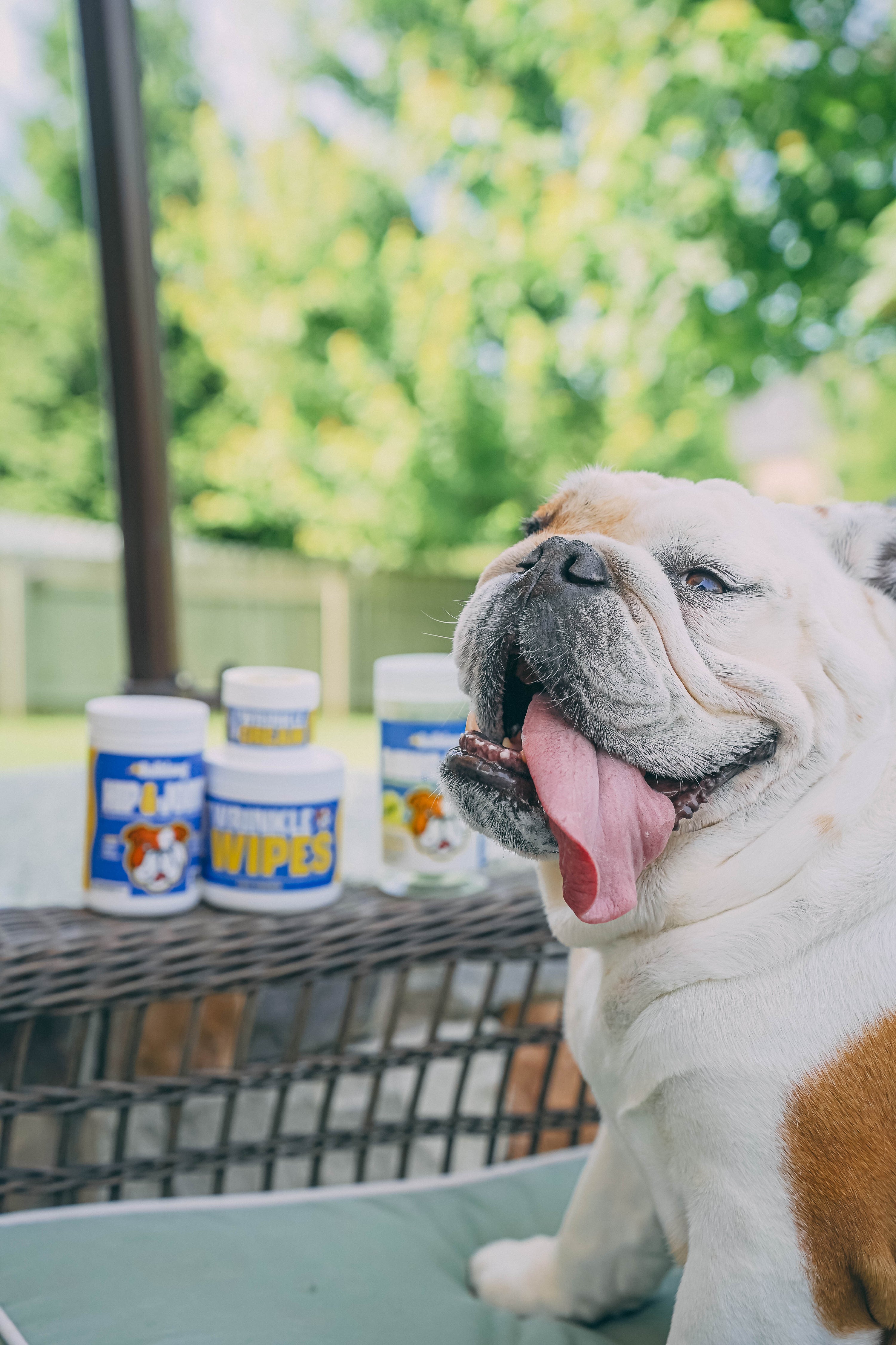 Everyday Bulldog Bundle