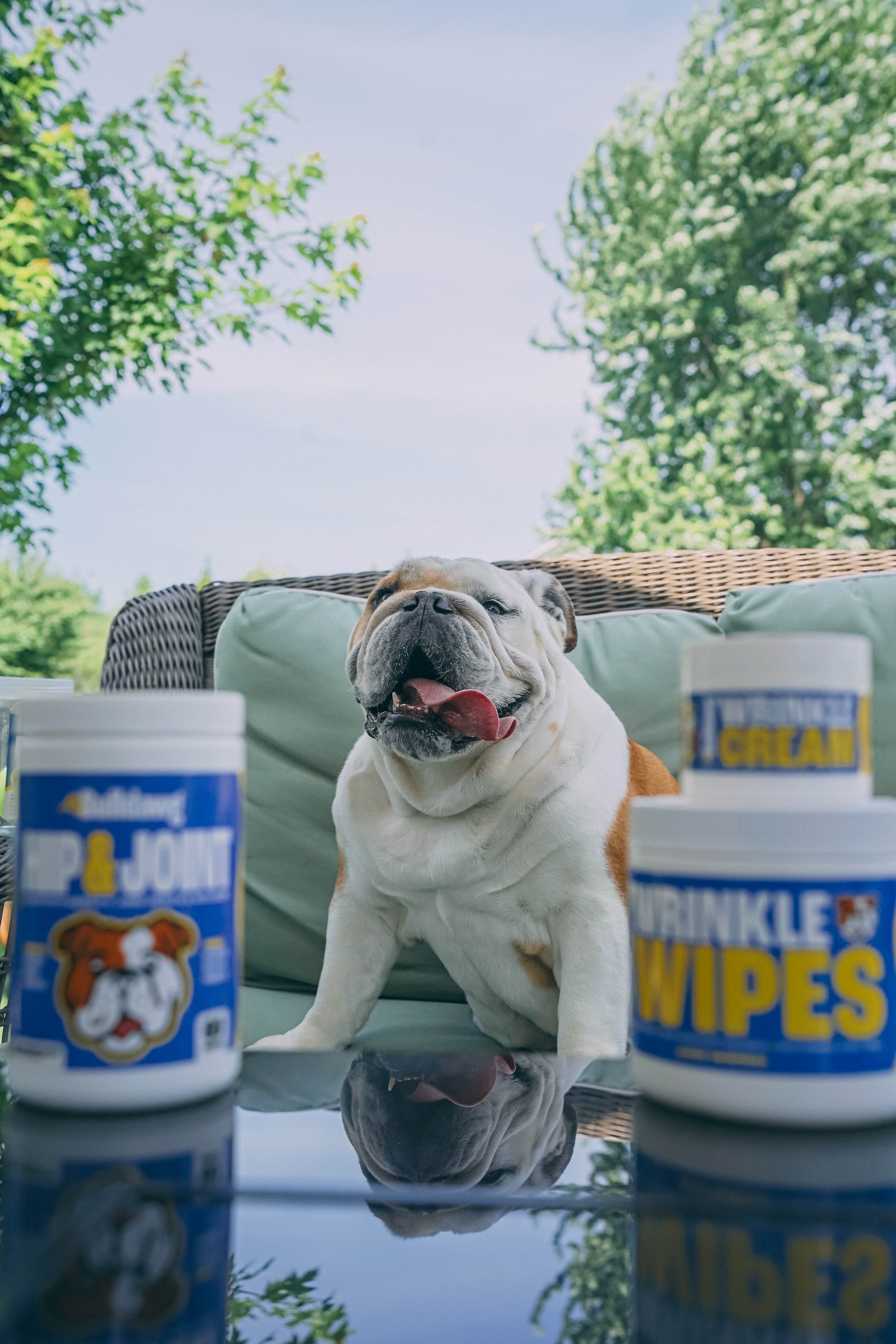 Everyday Bulldog Bundle